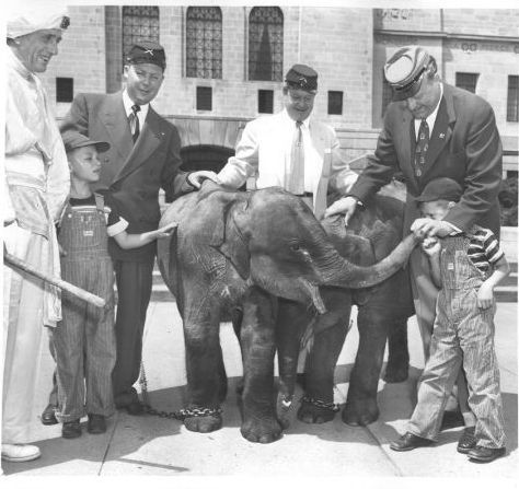 Peterson's Pachyderms